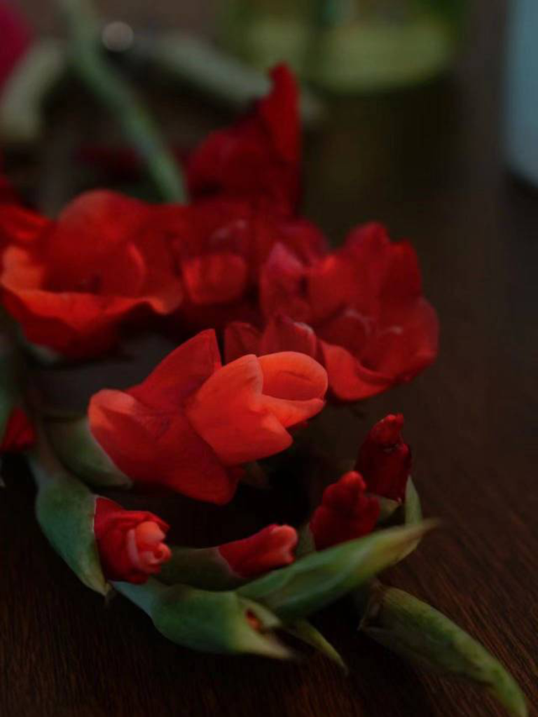 八爪鱼