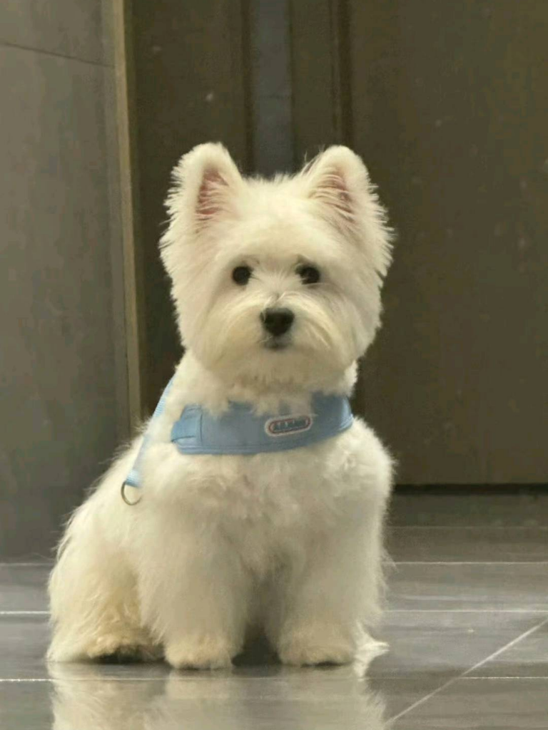木九