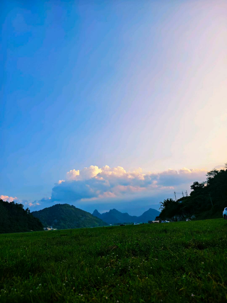 野鹤