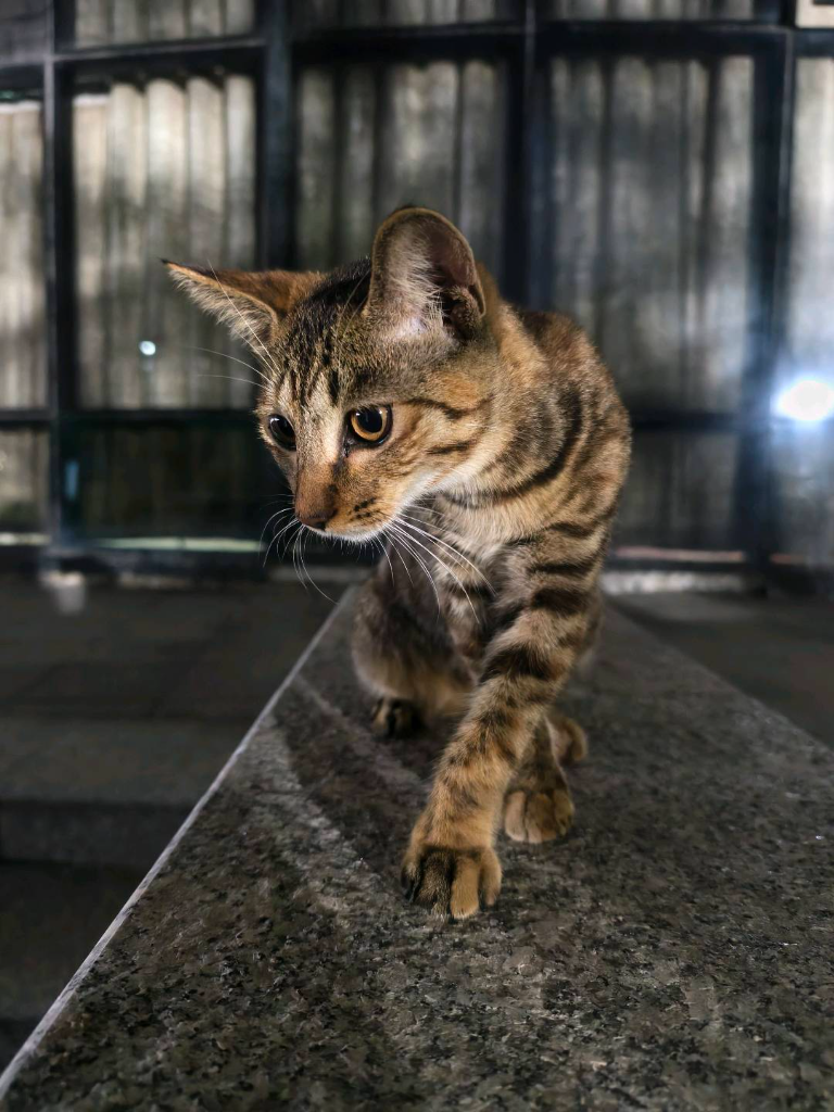 方小呆