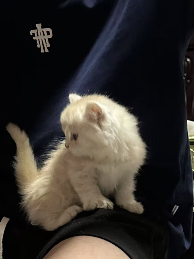小卢yya
